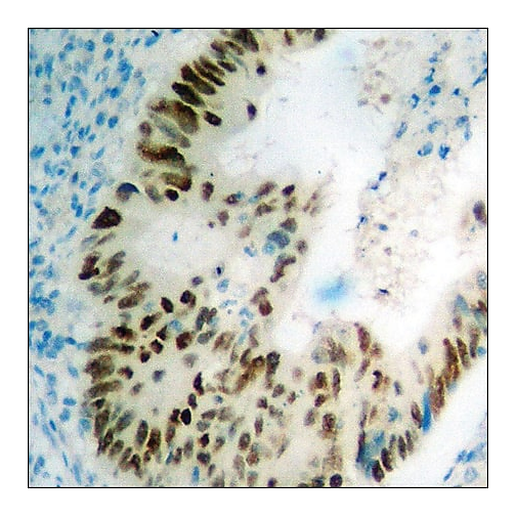 Merck Anti-phospho-p53 (pSer392) antibody produced in rabbit