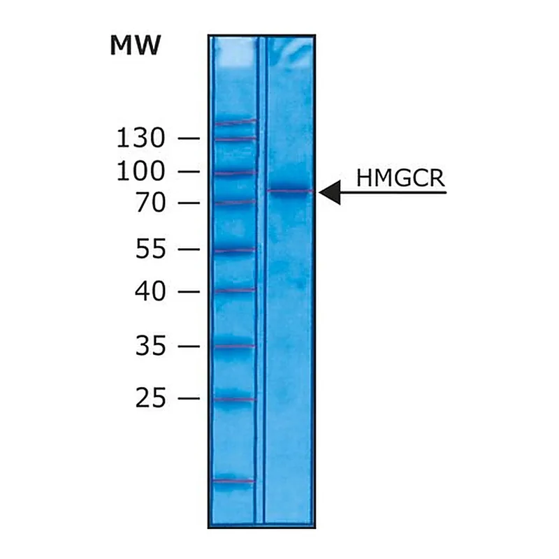 Merck 3-Hydroxy-3-methylglutaryl-CoA reductase human