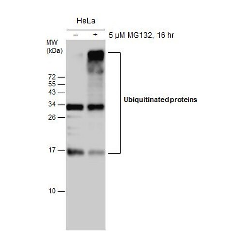 Merck Monoclonal Anti-Ubiquitin antibody produced in mouse
