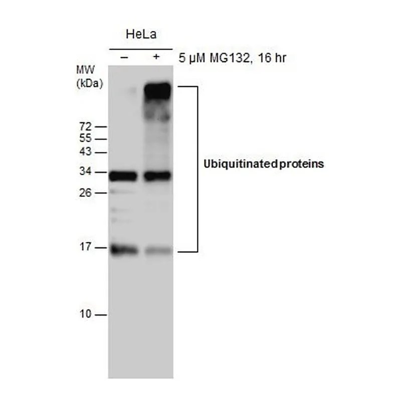 Merck Monoclonal Anti-Ubiquitin antibody produced in mouse