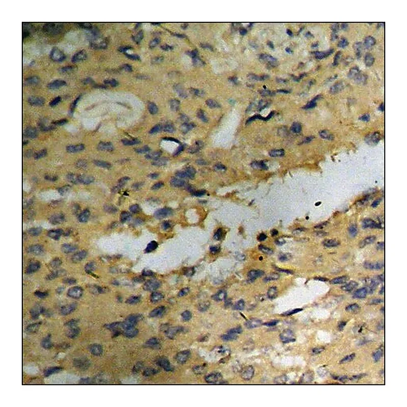 Merck Anti-phospho-Akt (pSer129) antibody produced in rabbit