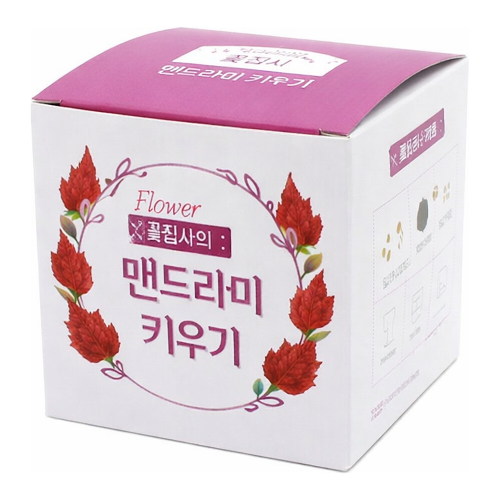 OFFICENEX 꽃집사(맨드라미)
