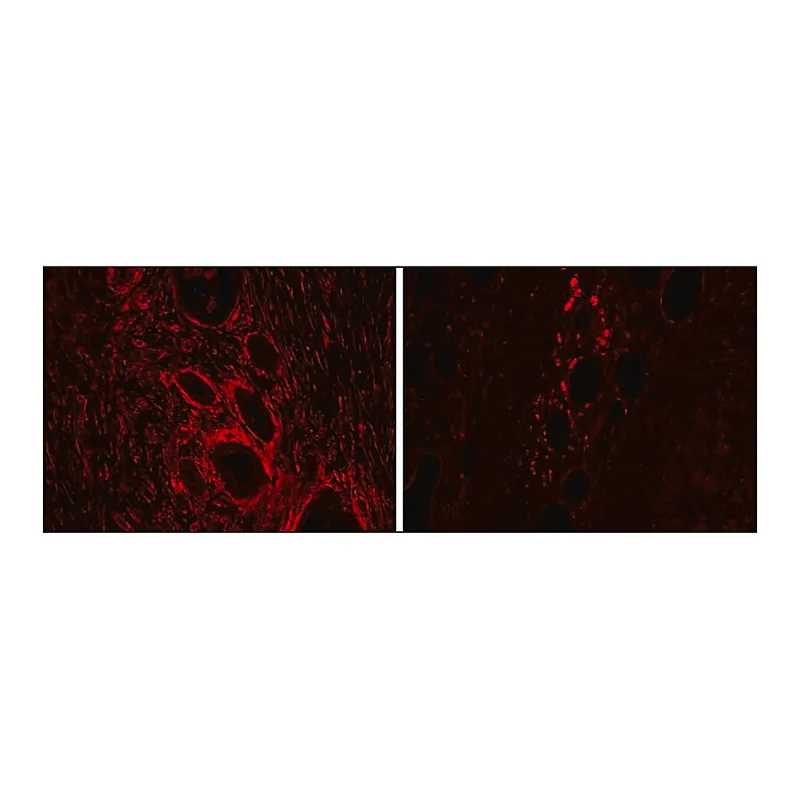 Merck Anti-HMOX2 antibody produced in goat