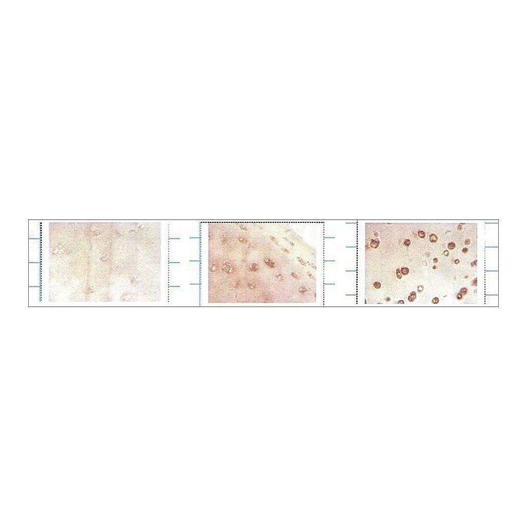 Merck Monoclonal Anti-SOD3 antibody produced in mouse