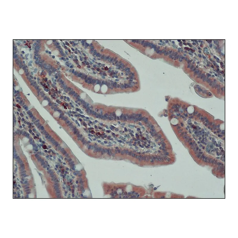 Merck Anti-APC (C-terminal) antibody produced in rabbit