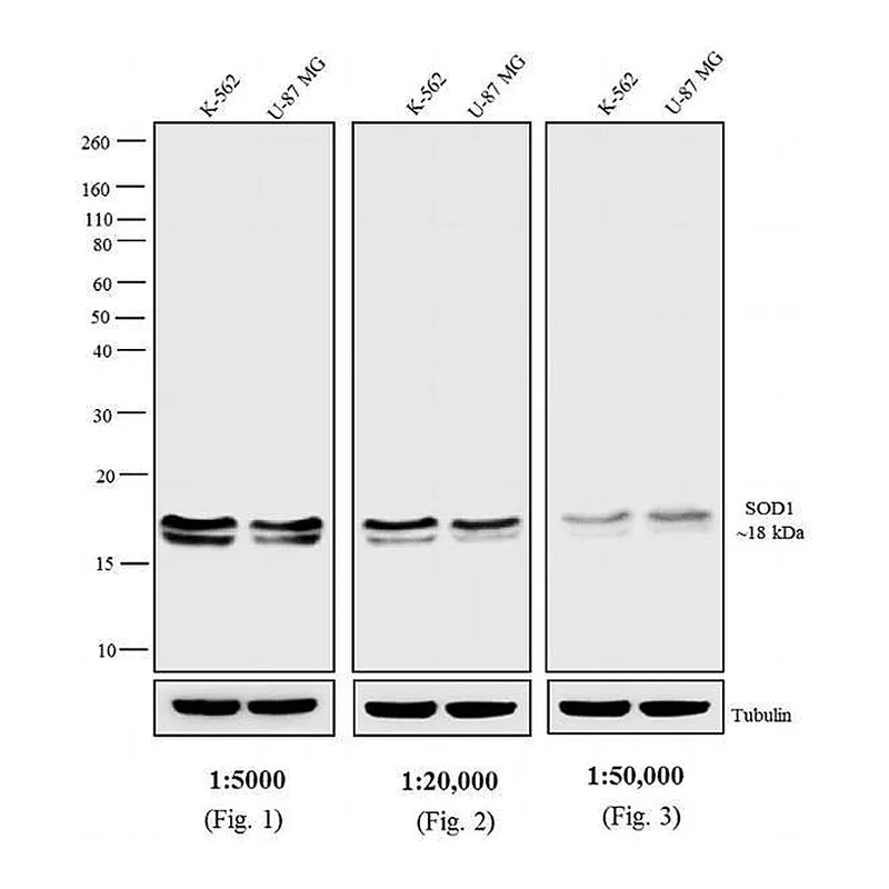 Thermo Fisher Scientific Goat anti-Mouse IgG Fc Secondary Antibody, AP