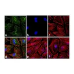Thermo Fisher Scientific Goat anti-Mouse IgG F(ab`)2 Secondary Antibody, FITC