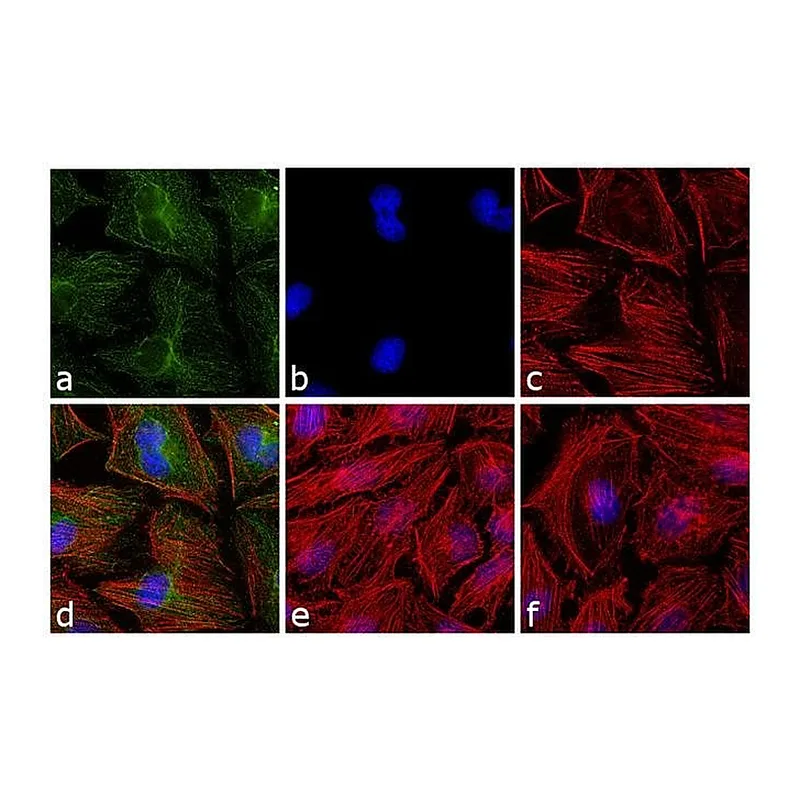 Thermo Fisher Scientific Goat anti-Mouse IgG F(ab`)2 Secondary Antibody, FITC