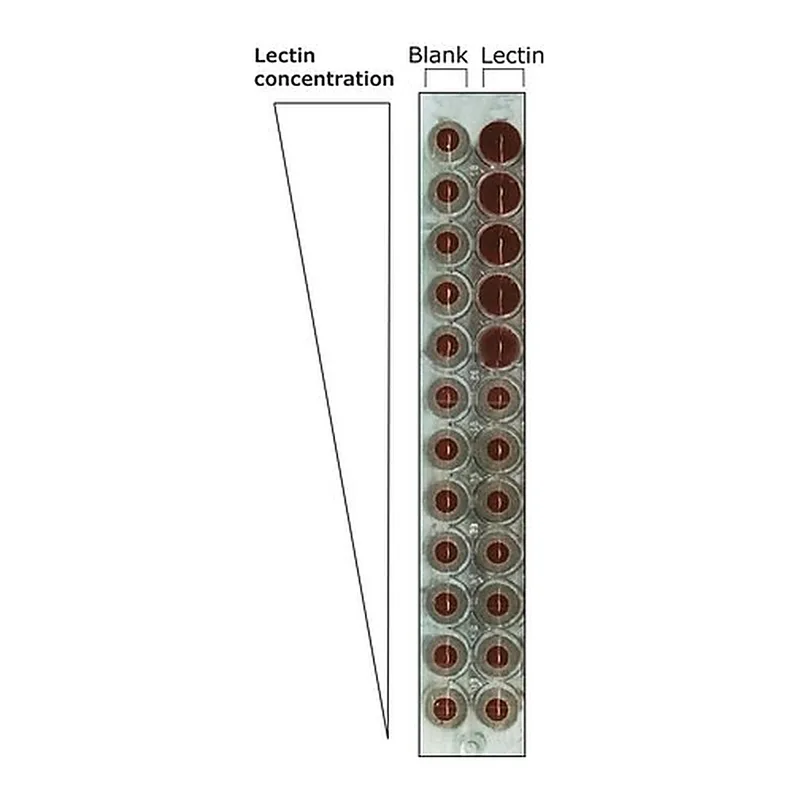 Merck Lectin from Pisum sativum (pea)