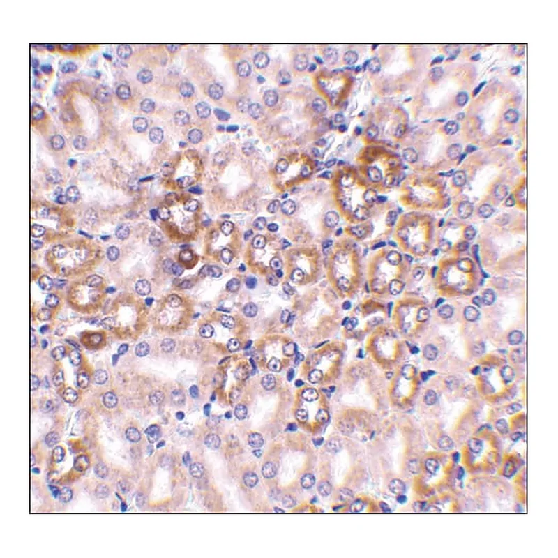 Merck Anti-Nephrin antibody produced in rabbit
