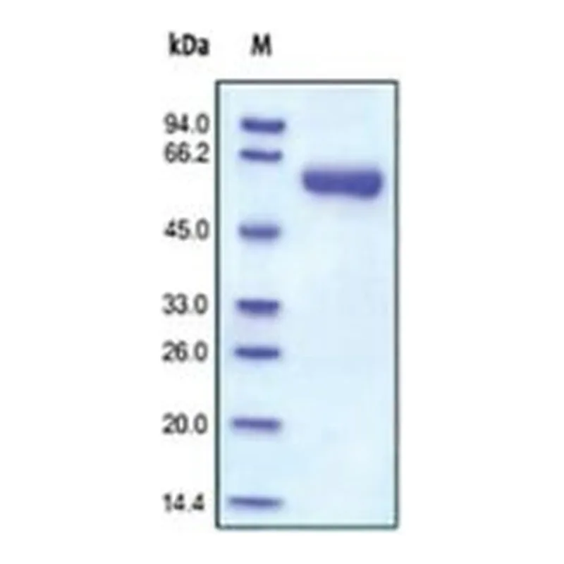 Merck MMP-9,HUMAN
