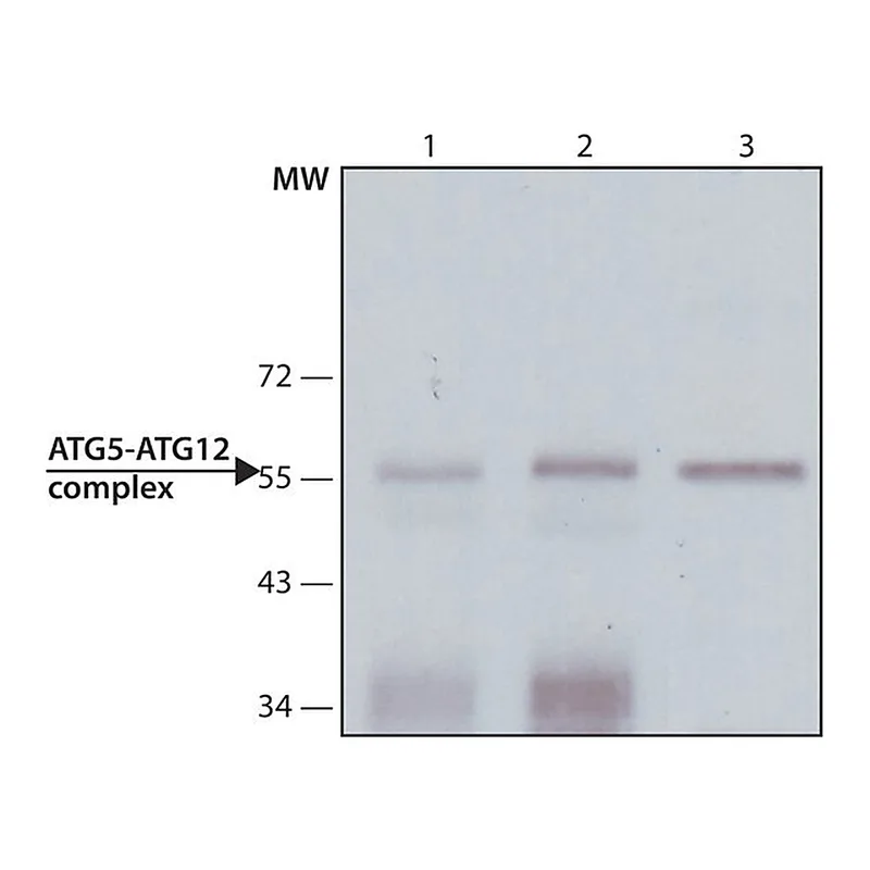 Merck Monoclonal Anti-ATG5 antibody produced in mouse