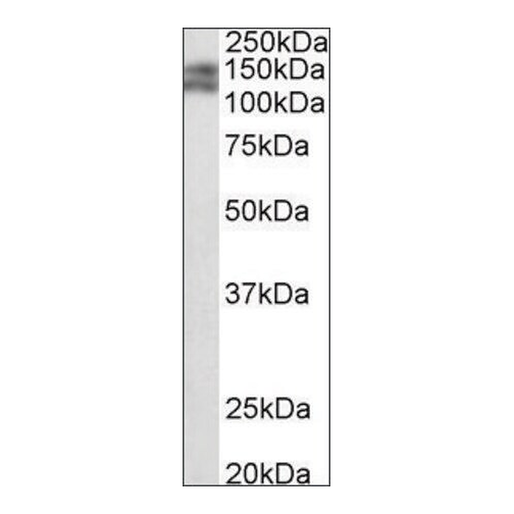 Merck Anti-Pard3b (C-terminal) antibody produced in goat