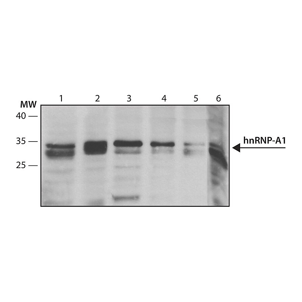 Merck Anti-hnRNP-A1 antibody, Mouse monoclonal