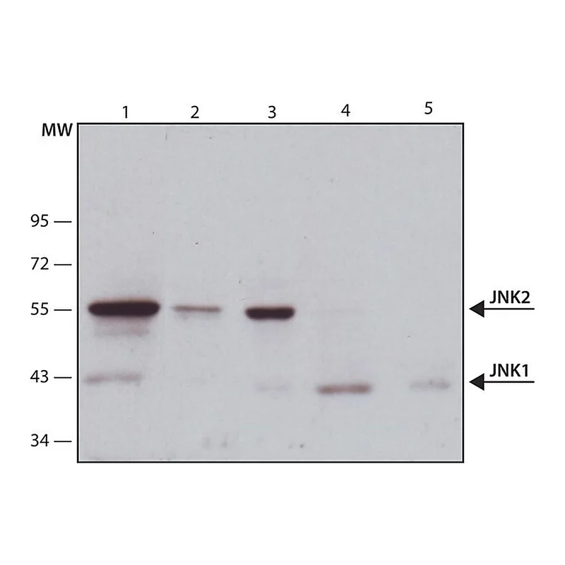 Merck Anti-JNK antibody, Mouse monoclonal