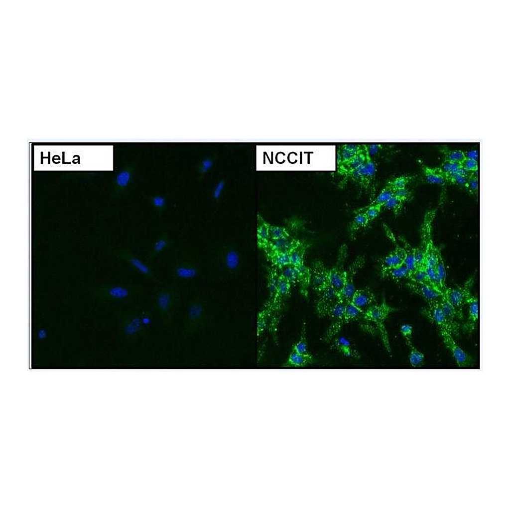 Thermo Fisher Scientific Goat anti-Mouse IgG (H+L) Cross-Adsorbed Secondary Antibody, DyLight 488