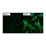 Thermo Fisher Scientific Goat anti-Mouse IgG (H+L) Cross-Adsorbed Secondary Antibody, DyLight 488