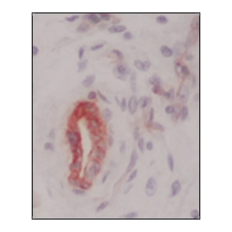 Merck Anti-Collagen Type IV antibody, Mouse monoclonal