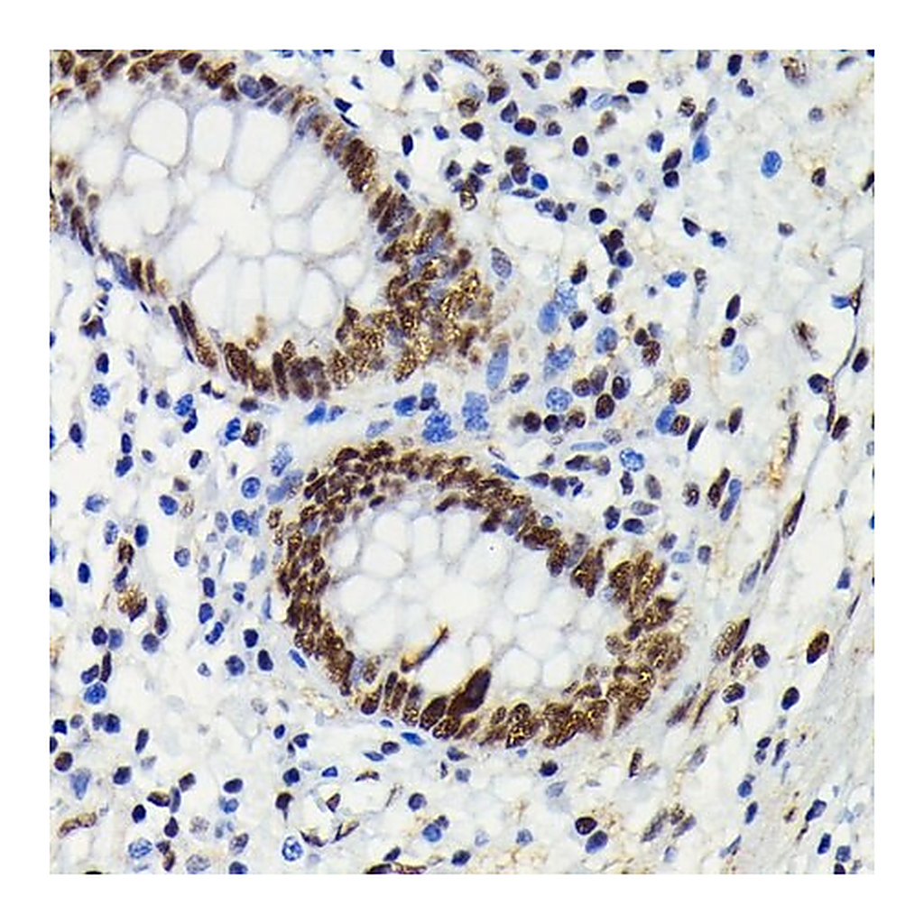 Merck Anti-Phospho-JNK1/2/3-T183/T183/T221 antibody produced in rabbit