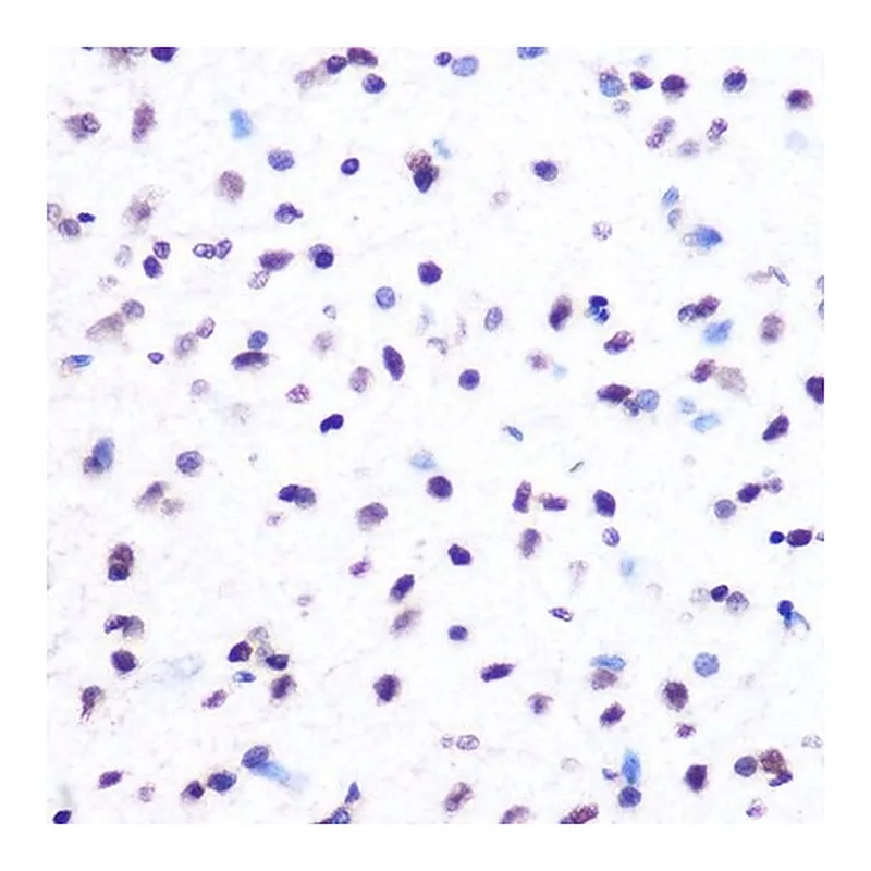 Merck Anti-Hydroxyl-Histone H2A-Y39 antibody produced in rabbit