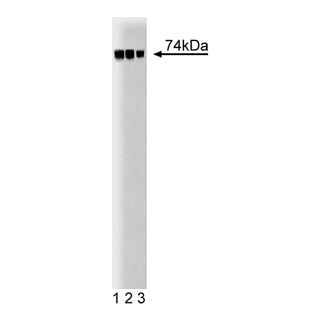 BD Purified Mouse Anti-c-Raf