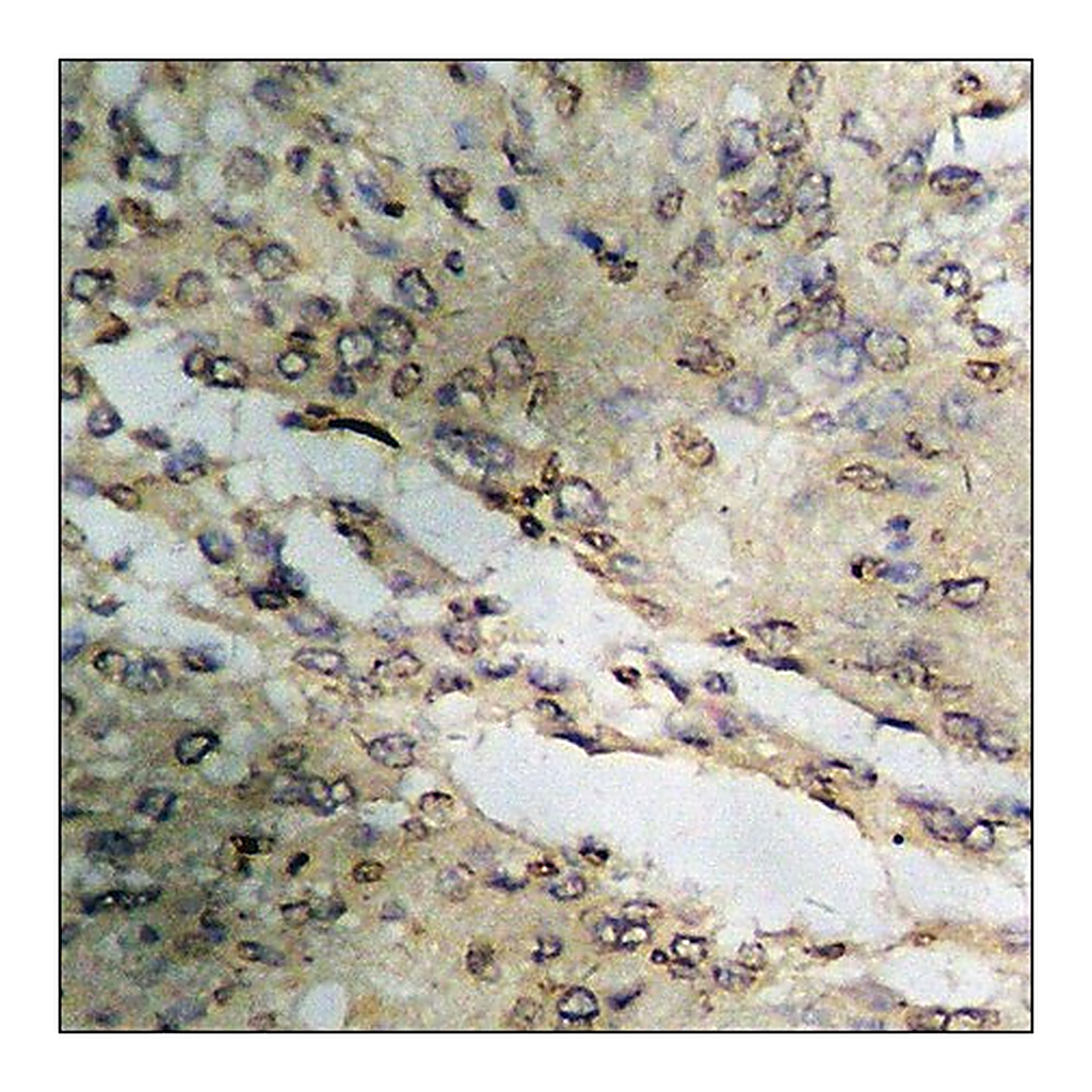 Merck Anti-phospho-CrkL (pTyr207) antibody produced in rabbit