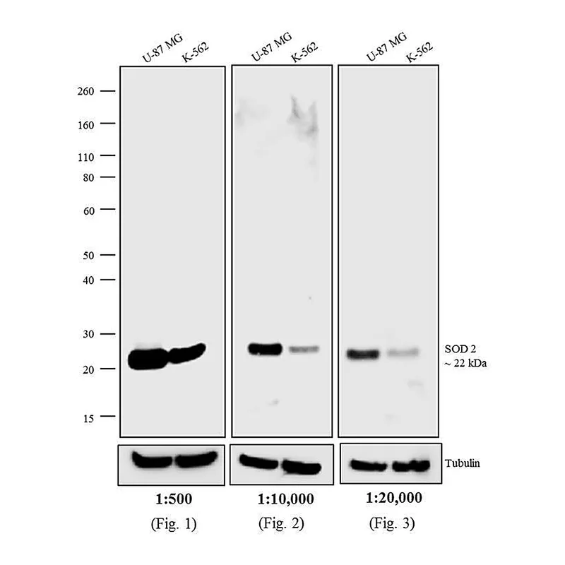 Thermo Fisher Scientific F(ab`)2-Donkey anti-Mouse IgG (H+L) Secondary Antibody, HRP