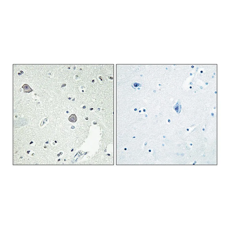 Merck Anti-DRD1 antibody produced in rabbit