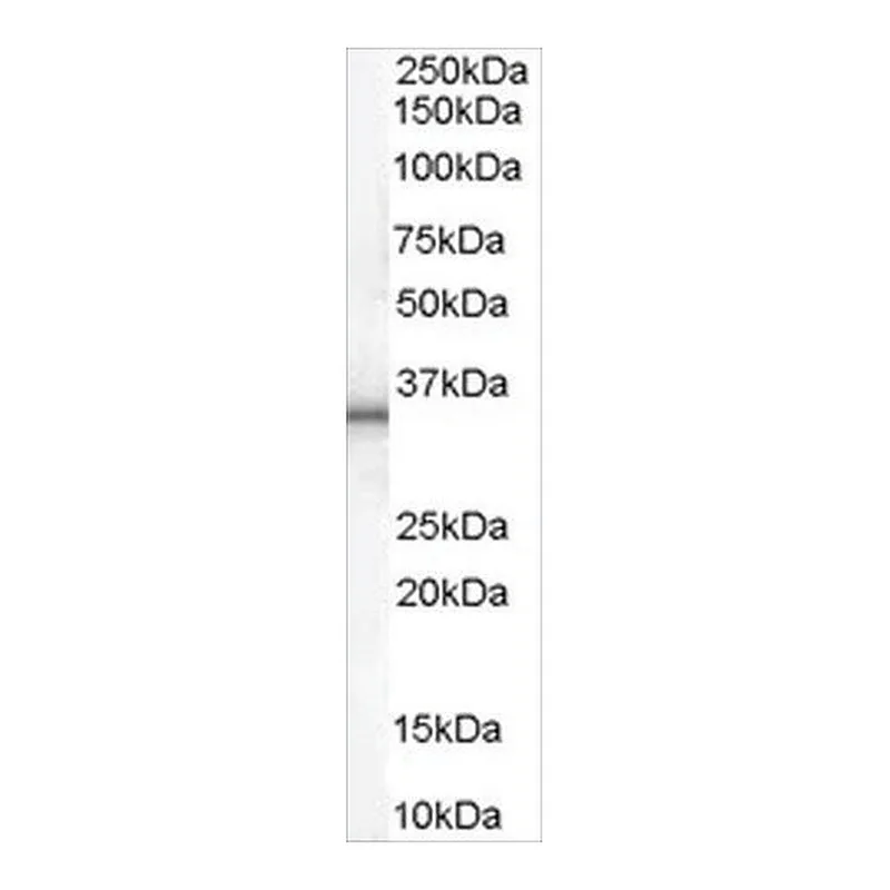 Merck Anti-UCP1 antibody produced in goat