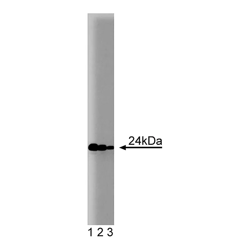 BD Purified Mouse Anti-Rab11