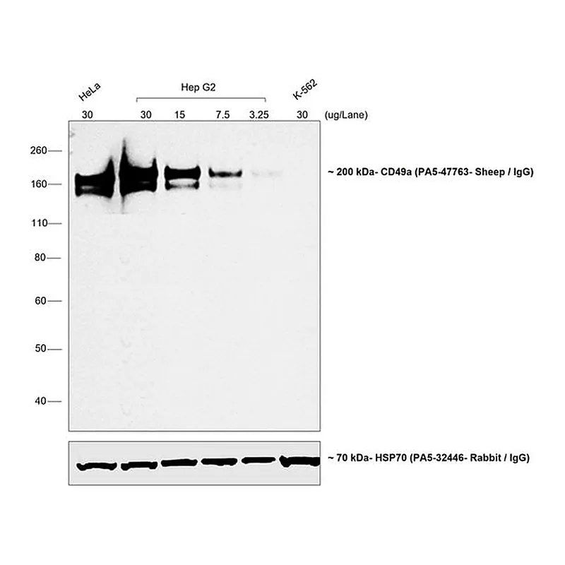 Thermo Fisher Scientific Rabbit anti-Sheep IgG (H+L) Secondary Antibody, HRP