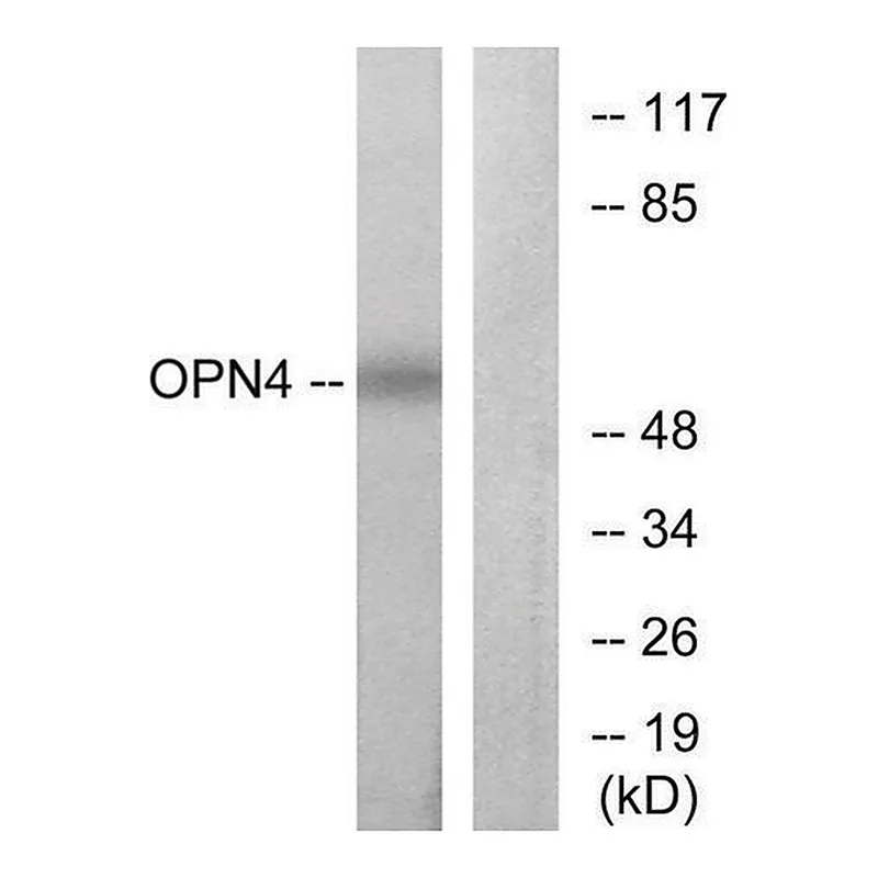 Merck Anti-OPN4 antibody produced in rabbit