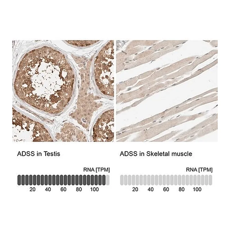 Merck Anti-ADSS antibody produced in rabbit