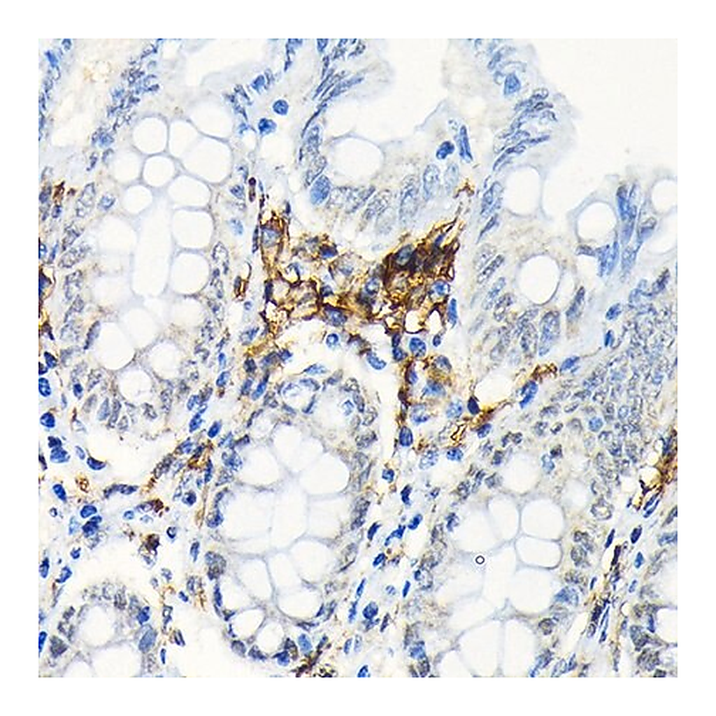 Merck Anti-HLA-DRB1 antibody produced in rabbit