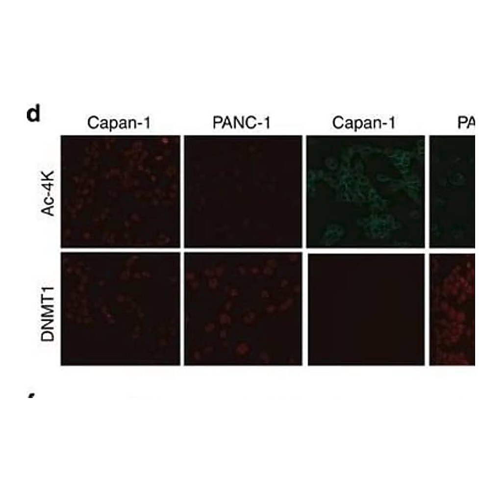 Merck Monoclonal Anti-Vimentin antibody produced in mouse