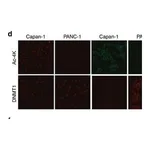 Merck Monoclonal Anti-Vimentin antibody produced in mouse