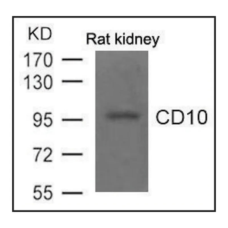 Merck Anti-CD10 antibody produced in rabbit