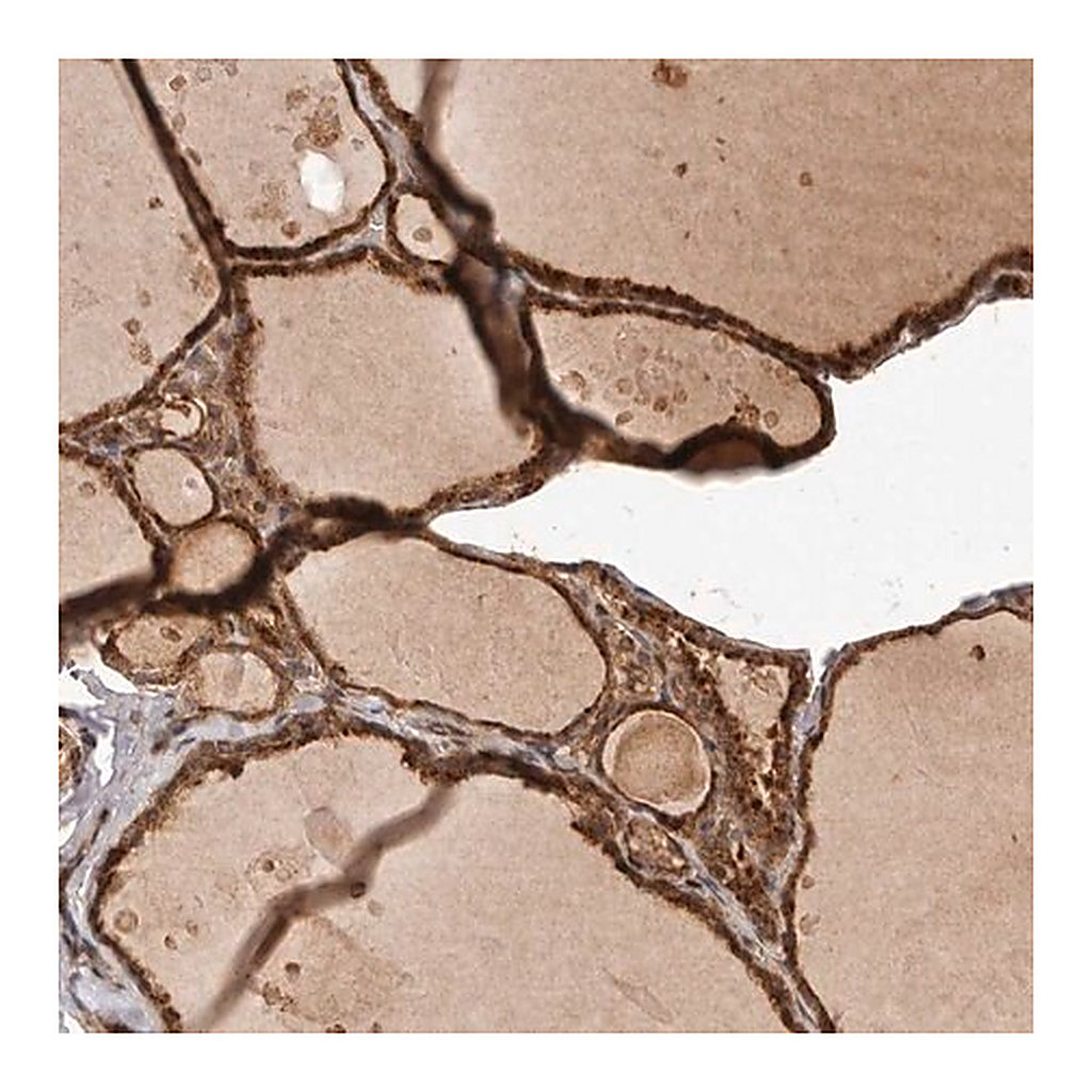 Merck Anti-UBR2 antibody produced in rabbit