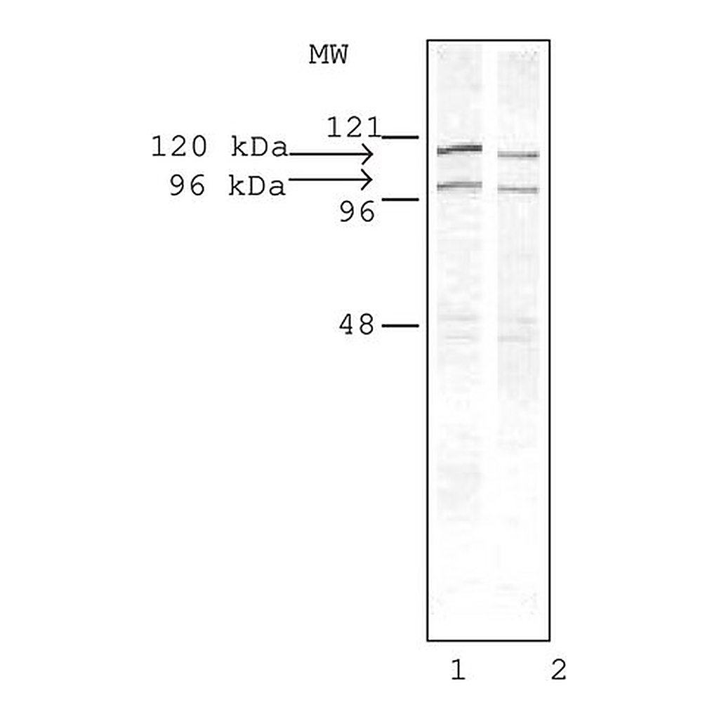 Merck Anti-Drebrin antibody produced in rabbit