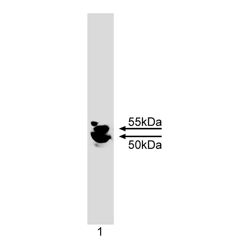 BD Purified Mouse Anti-IKKγ