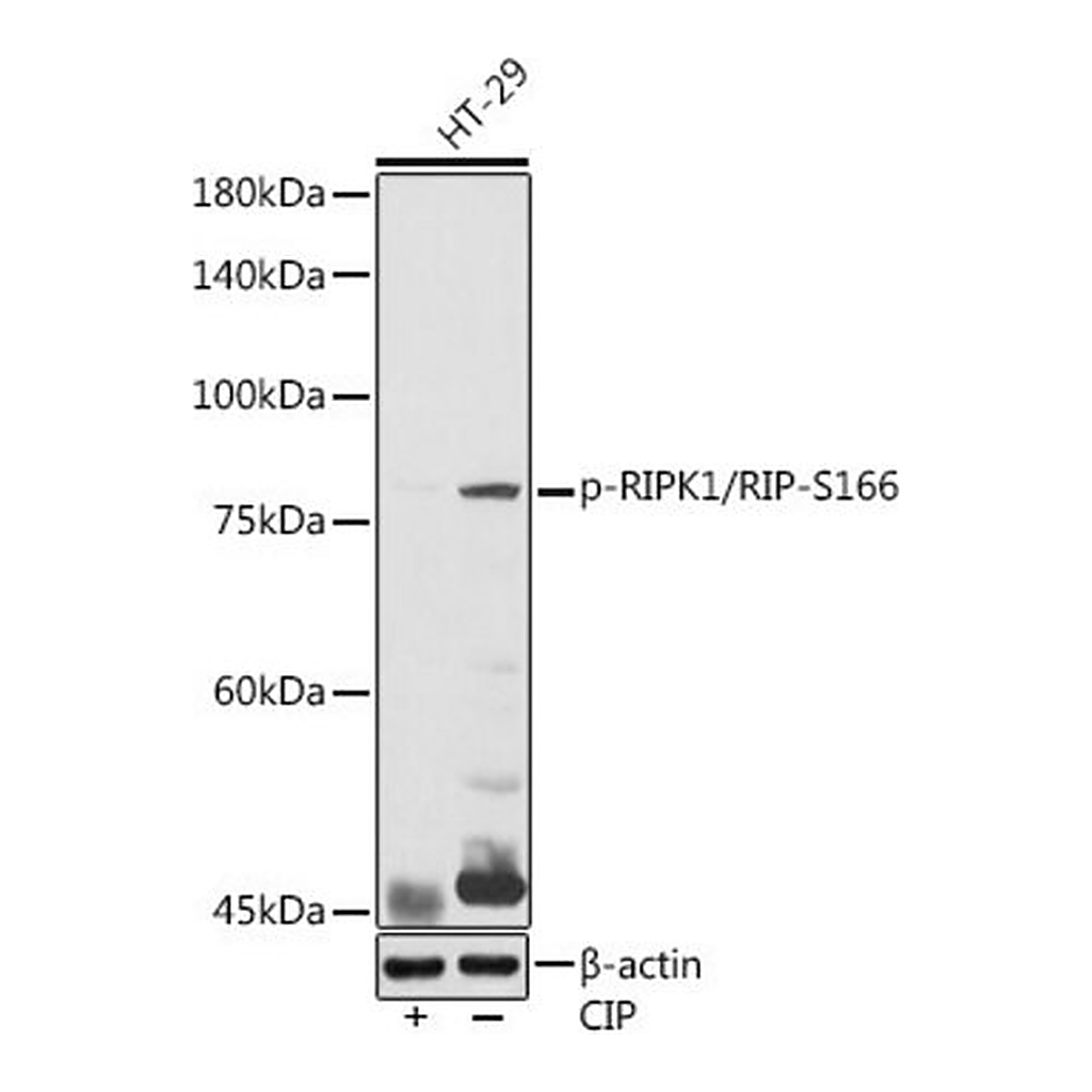 Merck Anti-Phospho-RIPK1/RIP-S166 antibody produced in rabbit