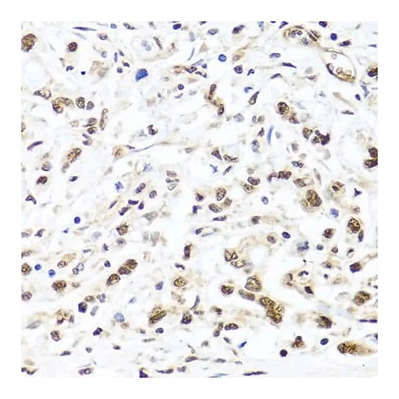 Merck Anti- HIRA antibody produced in rabbit