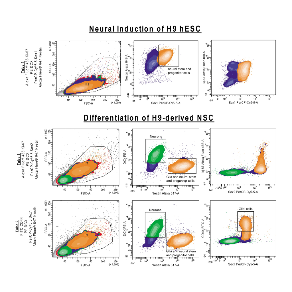 BD Human Neural Lineage Analysis Kit