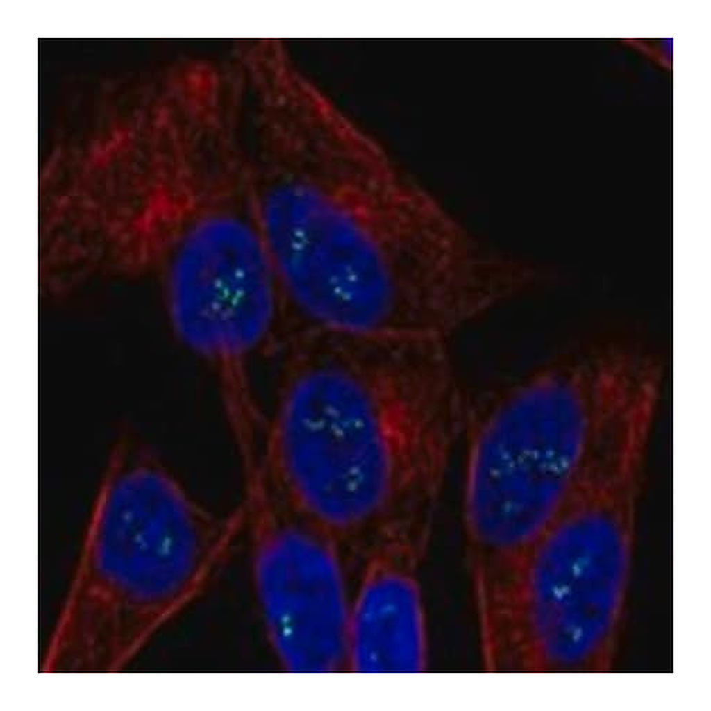 Merck Anti-OGDHL antibody produced in rabbit