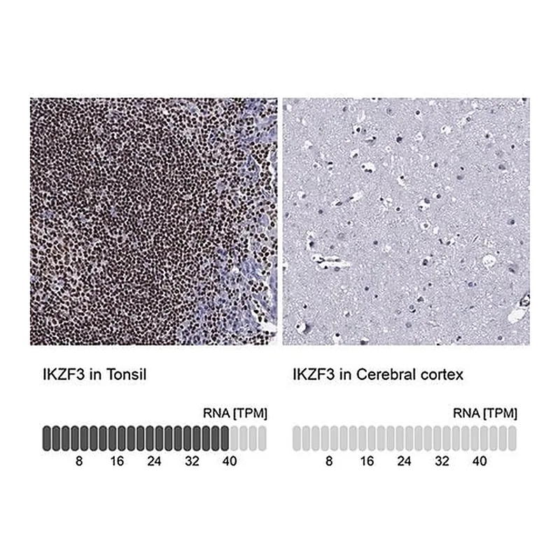 Merck Anti-IKZF3 antibody produced in rabbit