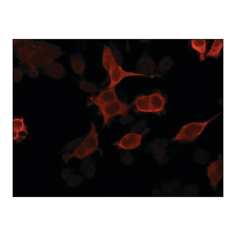 Merck Anti-Importin 5 (C-terminal) antibody produced in rabbit