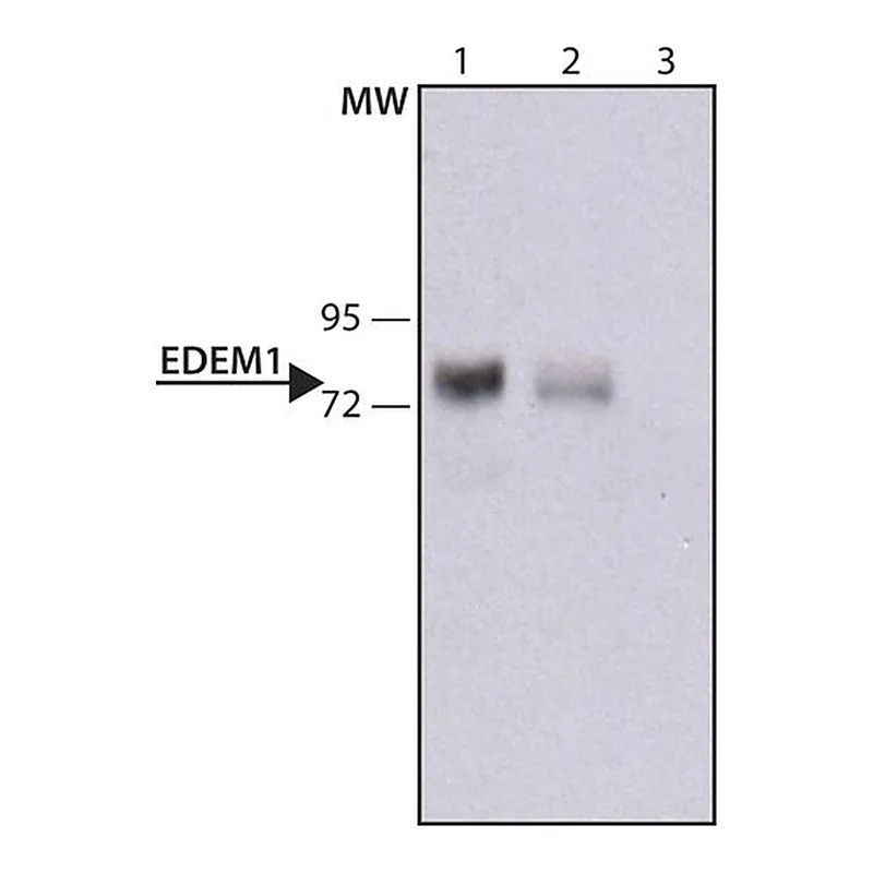 Merck Anti-EDEM1 antibody,Mouse monoclonal
