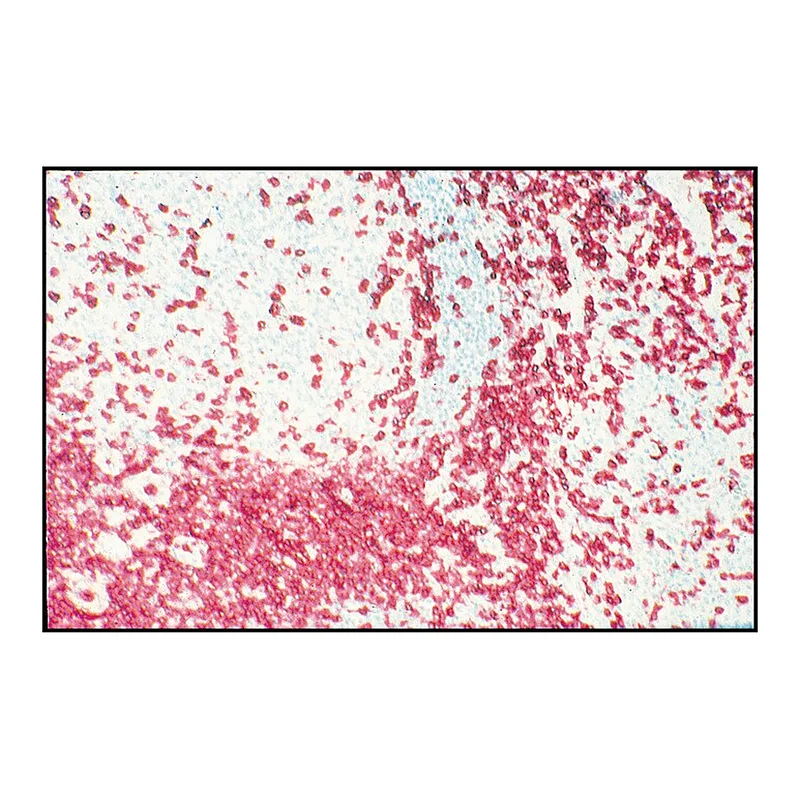Merck Monoclonal Anti-CD3 antibody produced in mouse