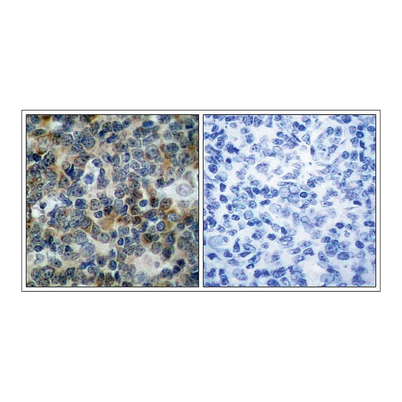 Merck Anti-phospho-VASP (pSer239) antibody produced in rabbit