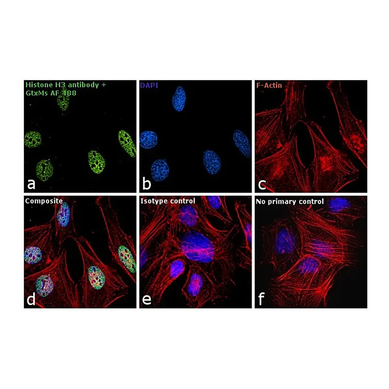 Thermo Fisher Scientific Goat anti-Mouse IgM (Heavy chain) Cross-Adsorbed Secondary Antibody, Alexa Fluor 488